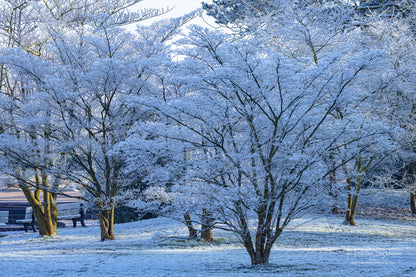 Frozen trees