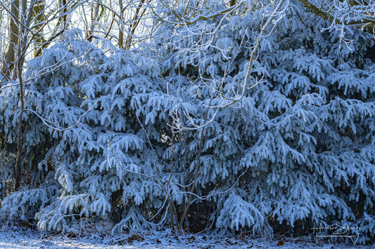 Frozen trees