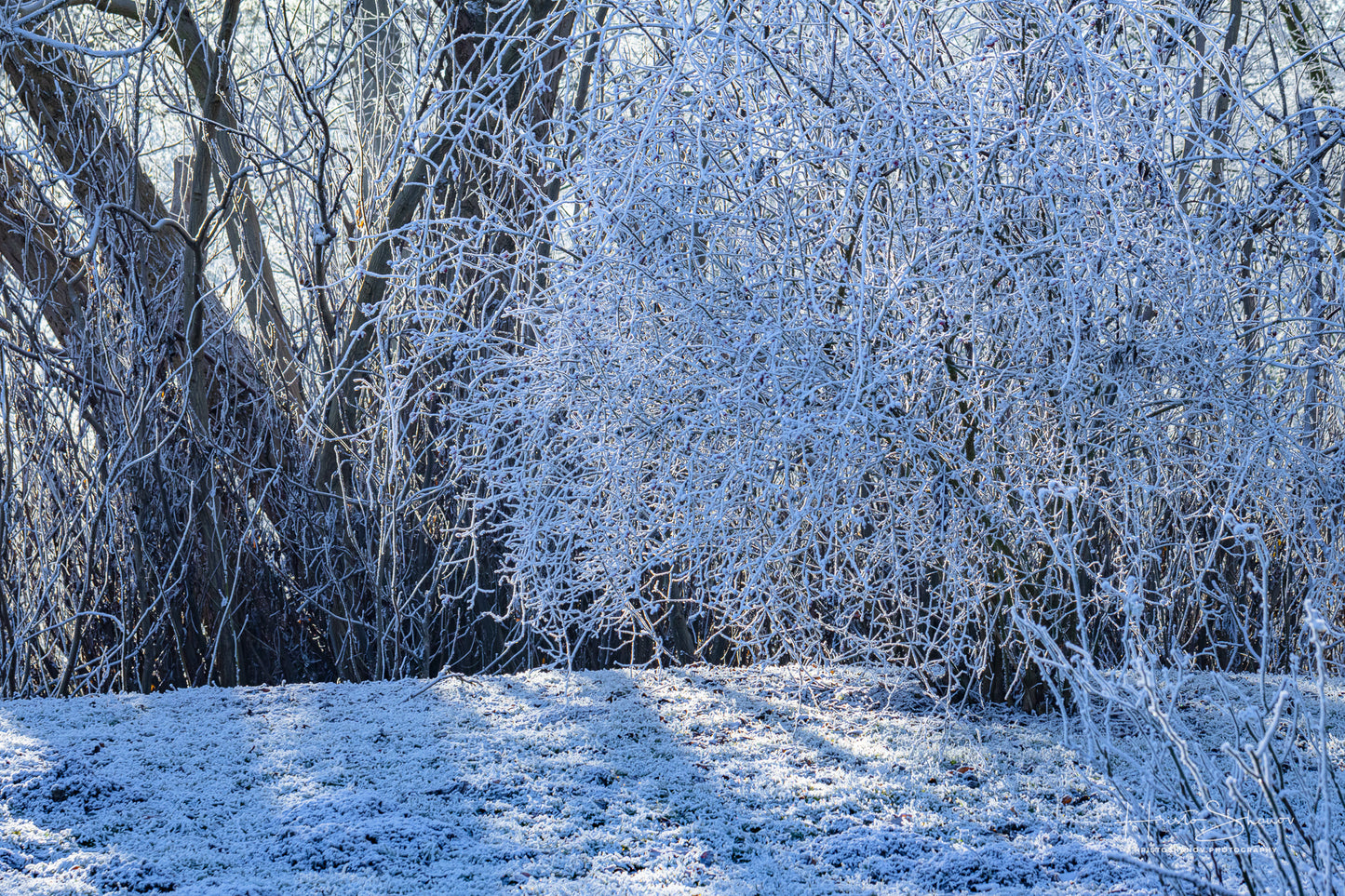 Frozen trees