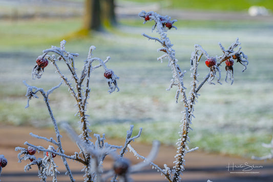 Frozen plants