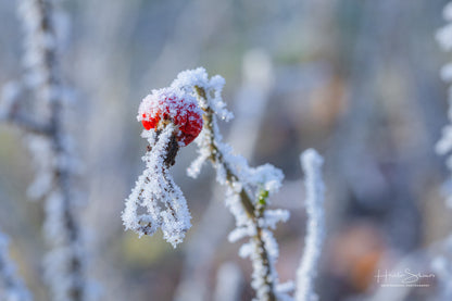 Frozen plants