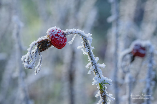 Frozen plants