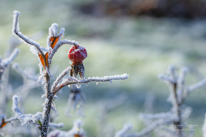 Frozen plants