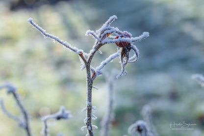 Frozen plants