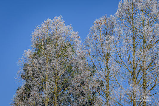 Frozen trees