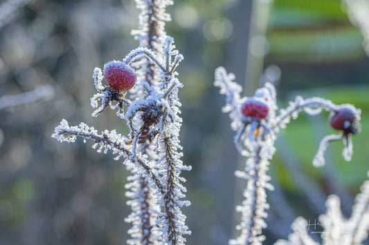 Frozen plants