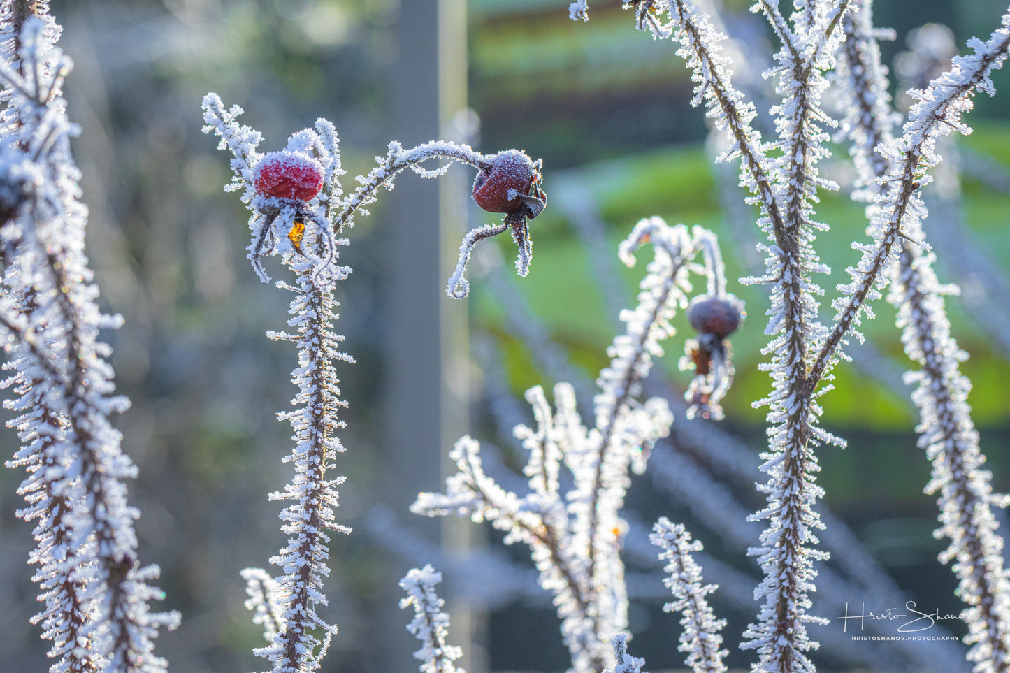 Frozen plants