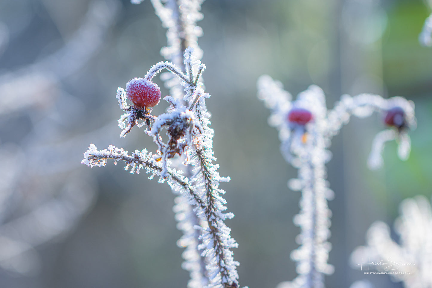 Frozen plants