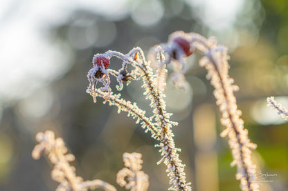 Frozen plants