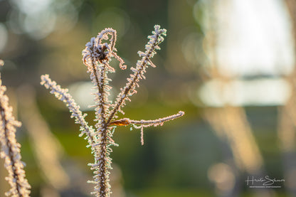 Frozen plants