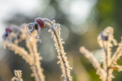 Frozen plants