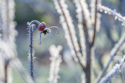 Frozen plants