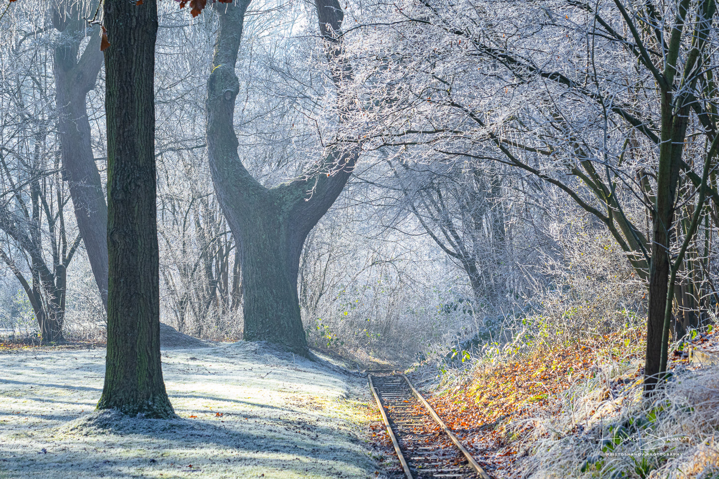 Frozen trees