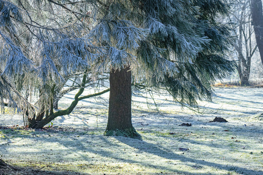 Frozen trees