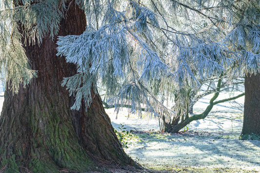 Frozen trees