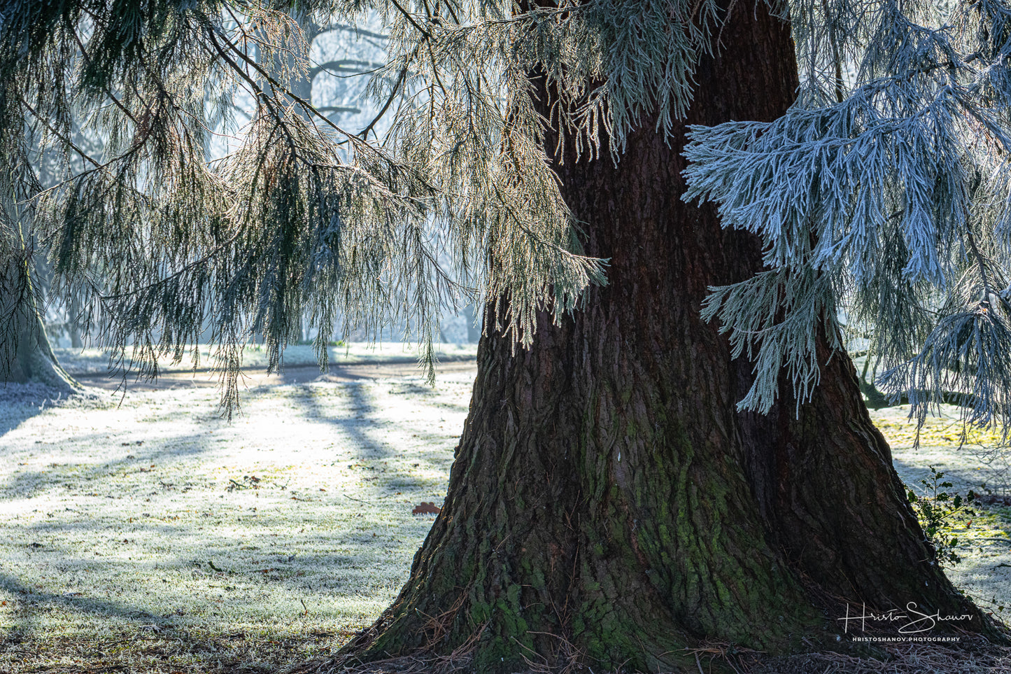 Frozen trees