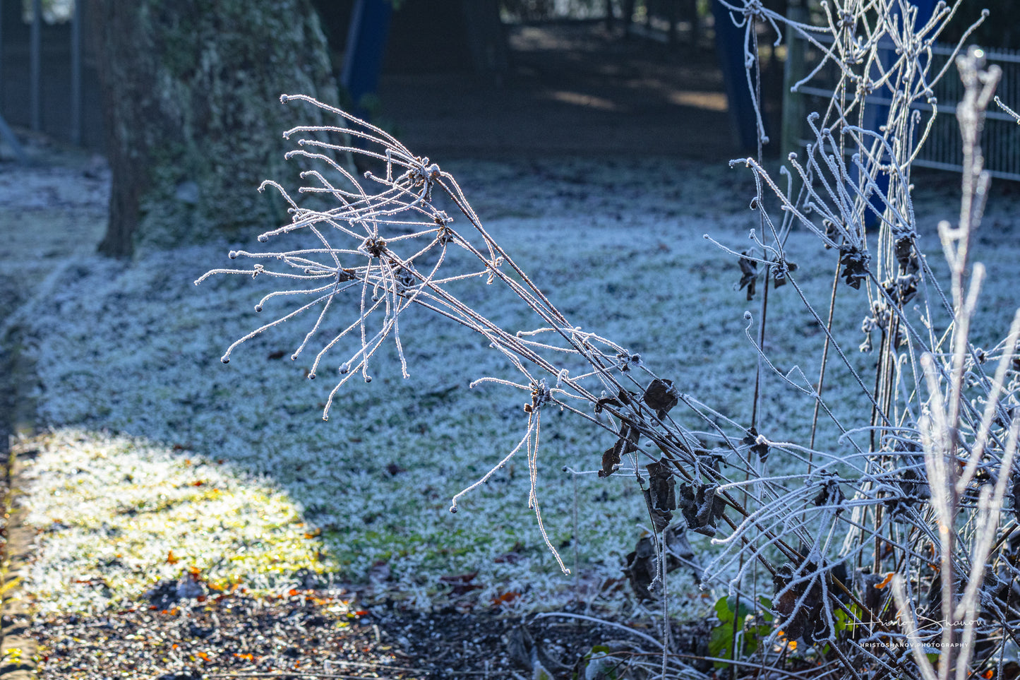 Frozen plants