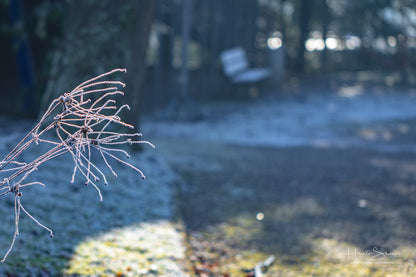 Frozen plants