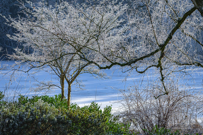 Frozen Nature