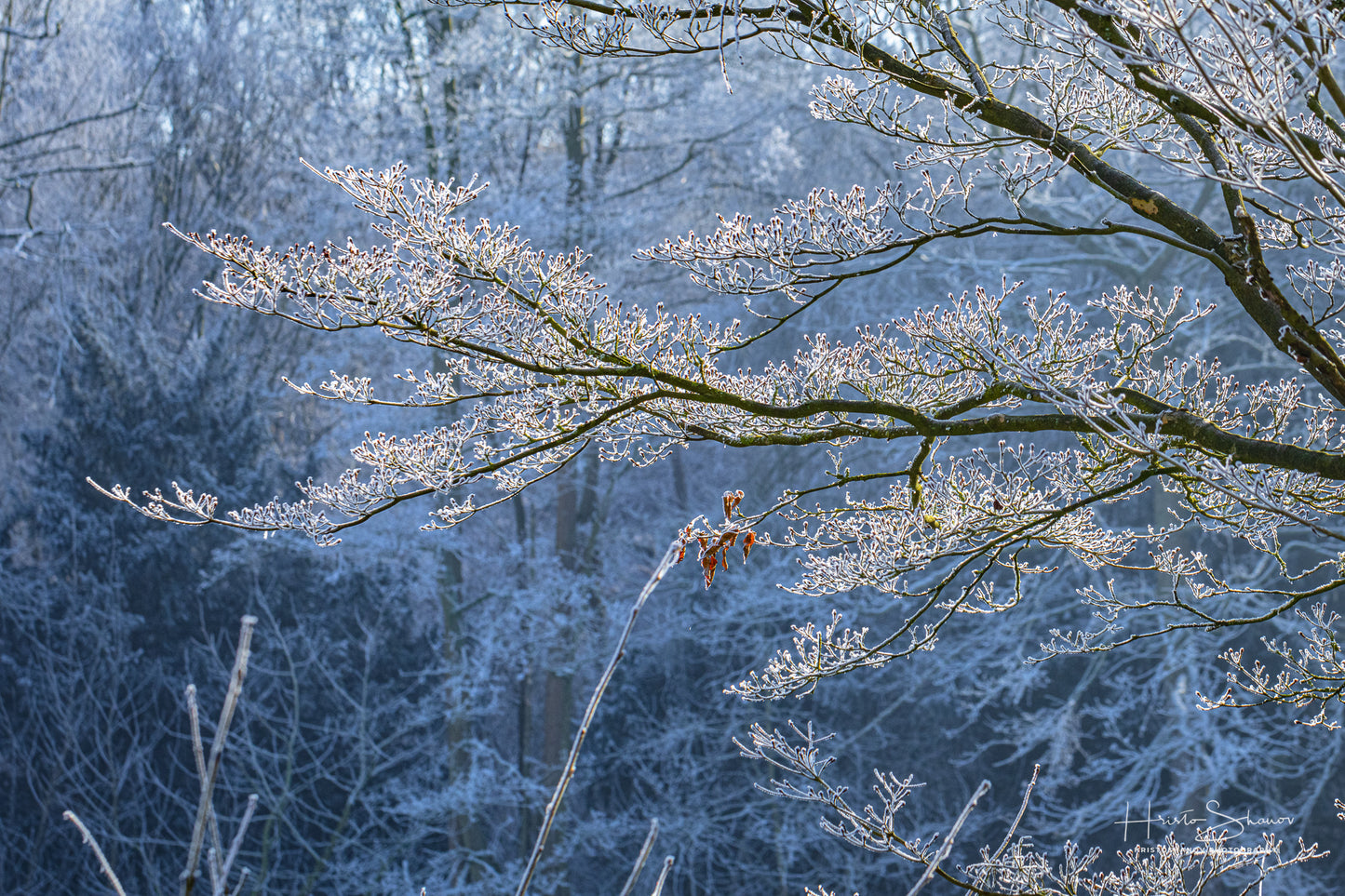 Frozen Nature