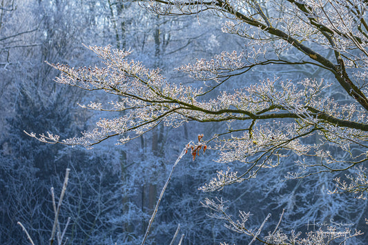 Frozen Nature