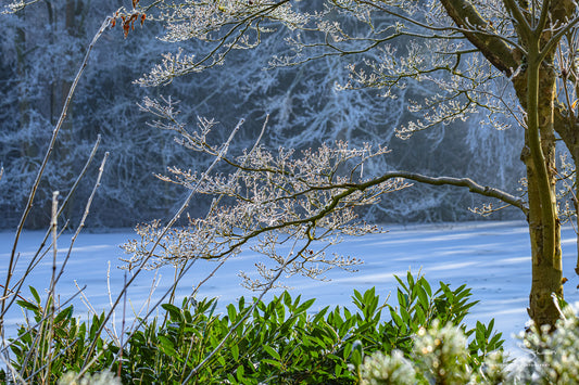 Frozen Nature