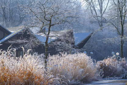 Frozen Nature