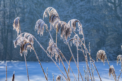 Frozen Nature