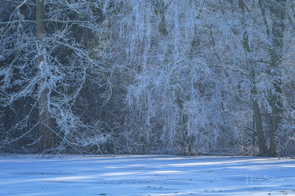 Frozen Nature