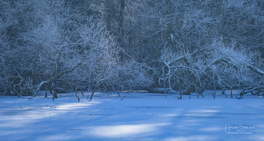 Frozen Nature