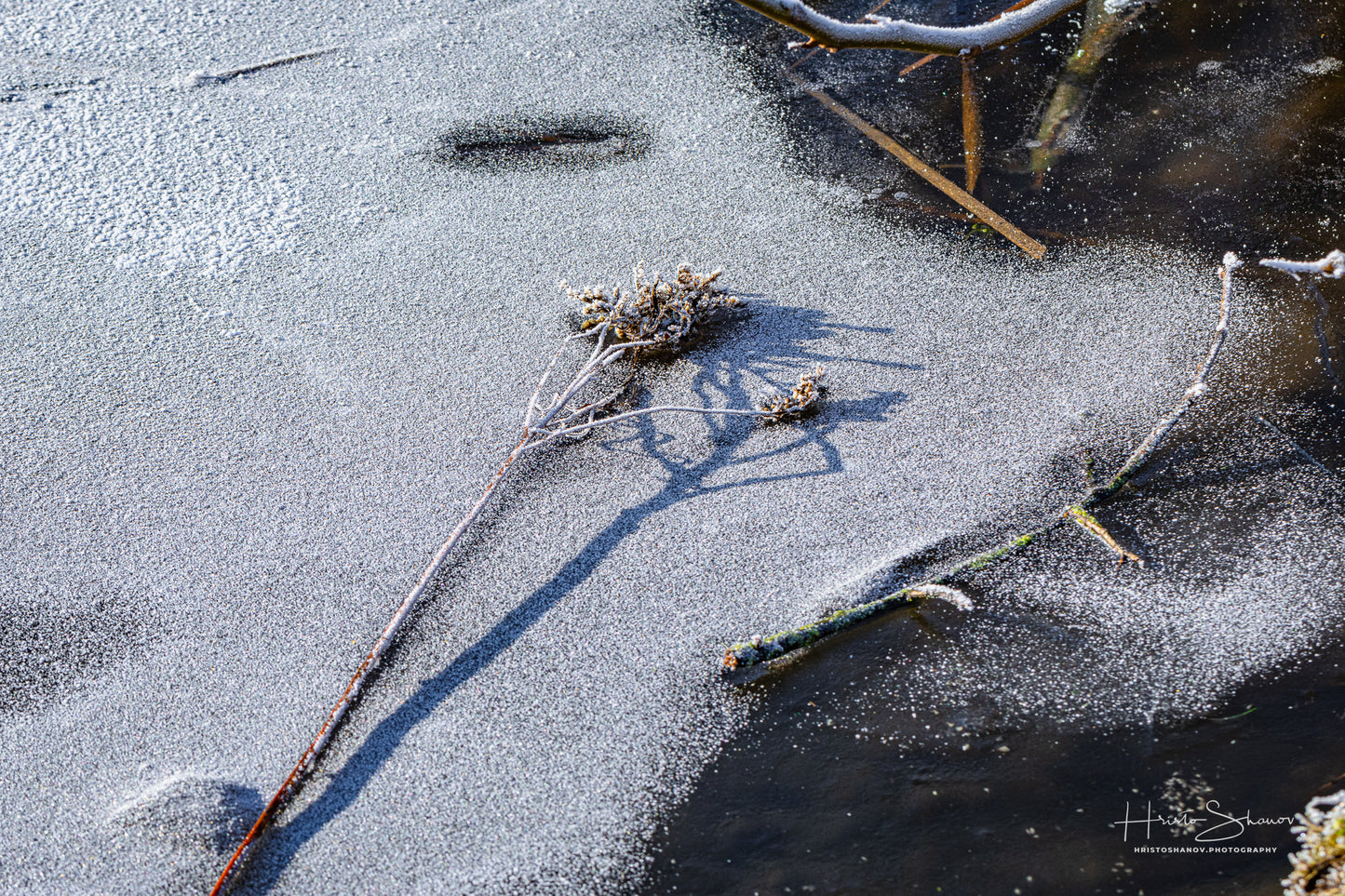 Frozen plants