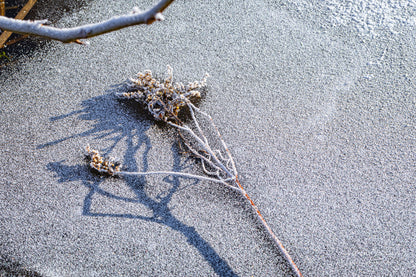 Frozen plants