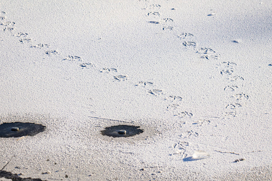 Bird foot steps on a frozen lake