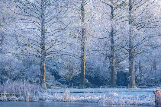 Frozen trees