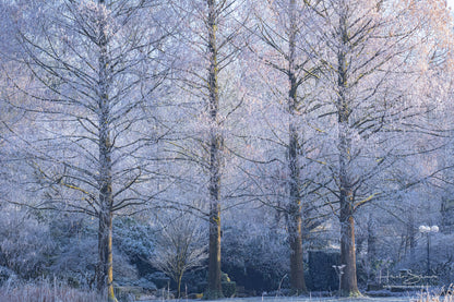 Frozen trees