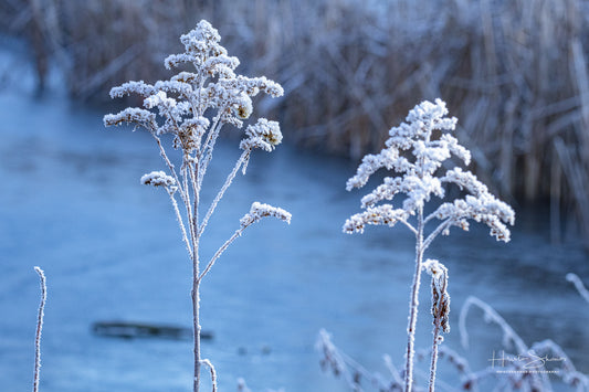 Frozen plants