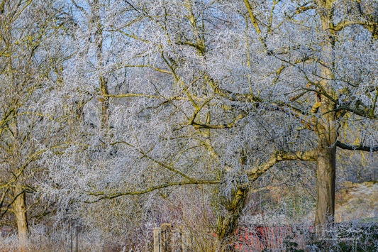 Frozen trees