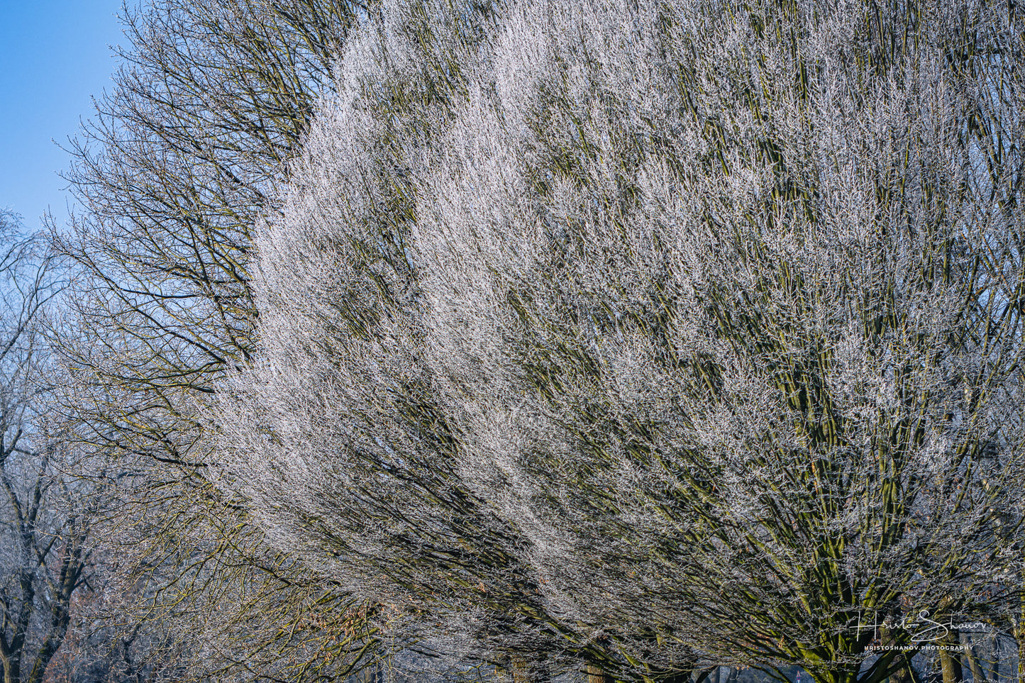 Frozen trees