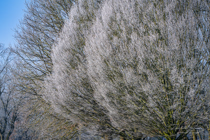 Frozen trees