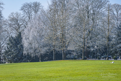 Frozen trees