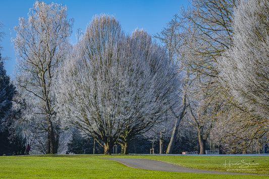 Frozen trees (Copy)