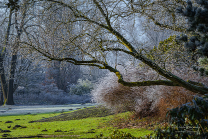 Frozen trees