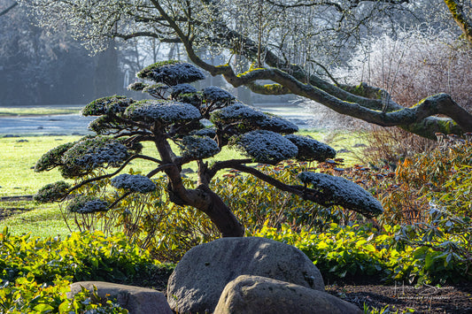 Frozen trees