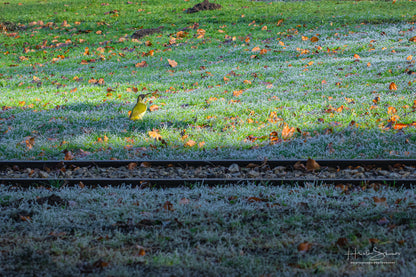 Green woodpecker on meadow