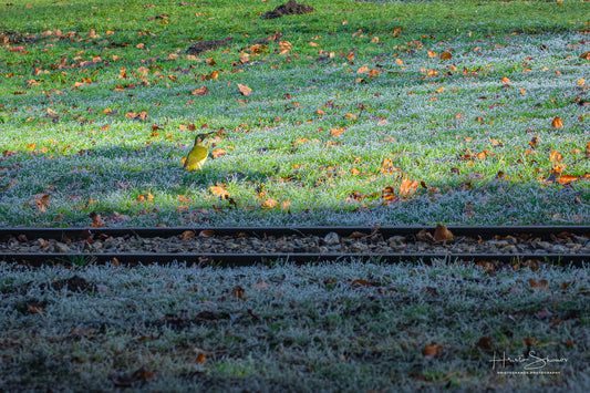 Green woodpecker on meadow