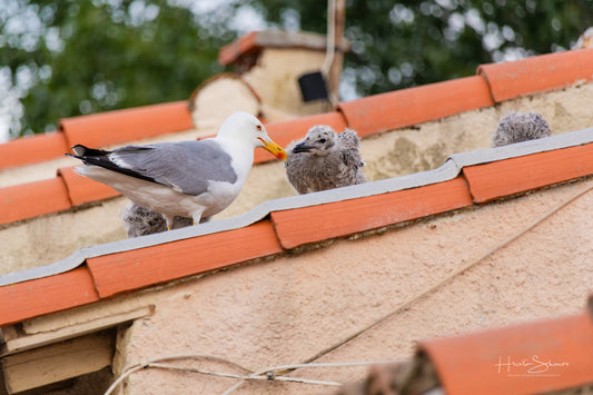 Seagull feeding babys