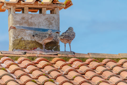 Baby seagull birds are perched on a red roof