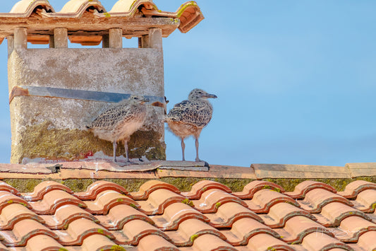 Baby seagull birds are perched on a red roof