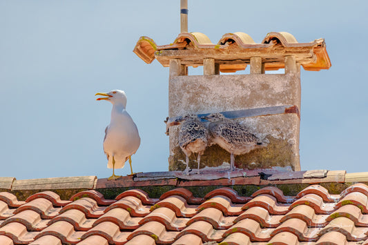 Baby seagull birds are perched on a red roof