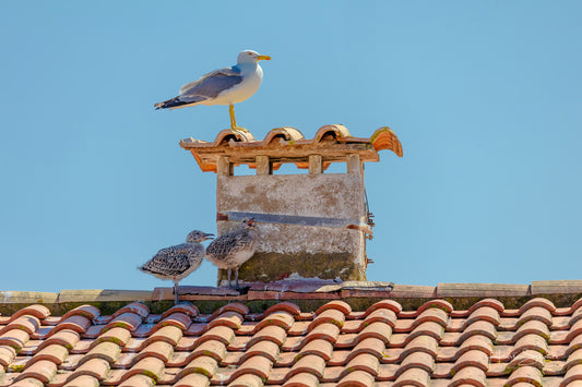 Baby seagull birds are perched on a red roof